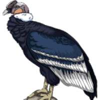 Andean Condor Flying