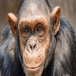 ow animal आइकन