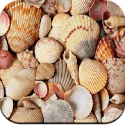 HD Seashell Wallpapers