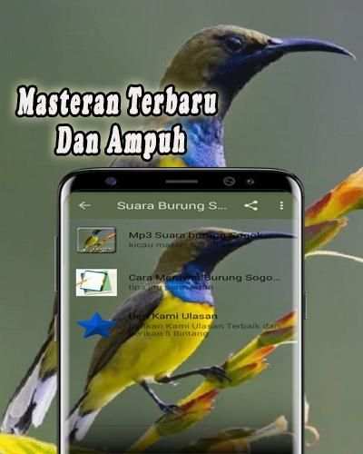 Pikat Burung Sogok Ontong MP3 Offline screenshot 4