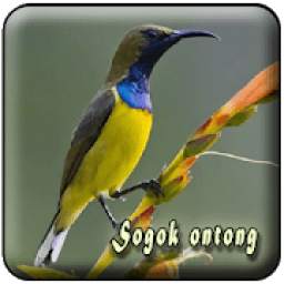 Suara Burung Sogok Ontong 1.0.0