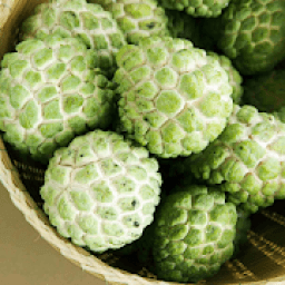 ikon Custard Apple