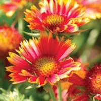 Flower Wallpapers HD