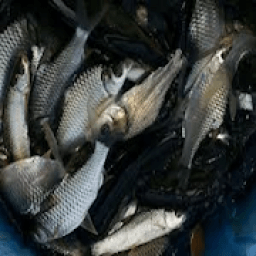 কার্প জাতীয় মাছের মিশ্র চাষ आइकन