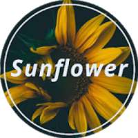 Sunflower Wallpaper आइकन