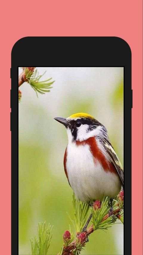 Birds ColorbyNumber - Coloring Book screenshot 2