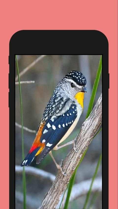 Birds ColorbyNumber - Coloring Book screenshot 3