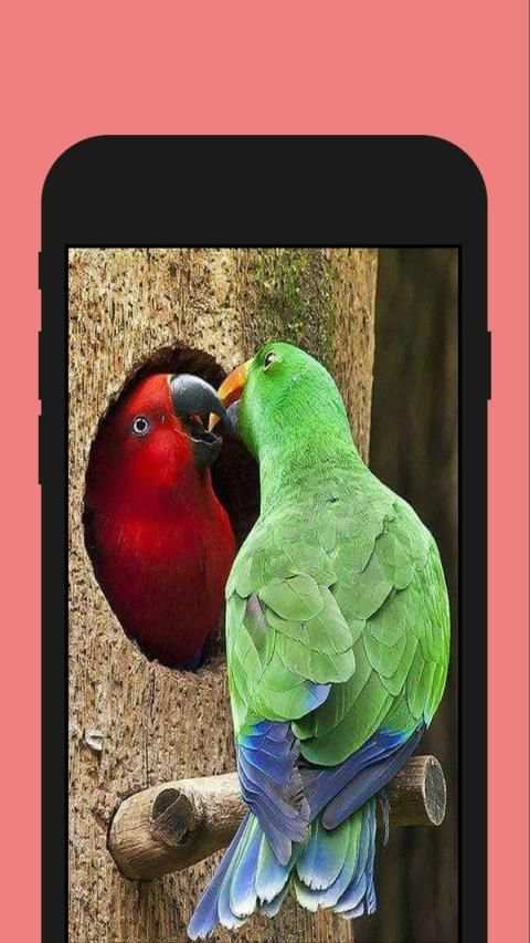 Birds ColorbyNumber - Coloring Book screenshot 1