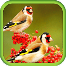 Birds 3d wallpapers आइकन