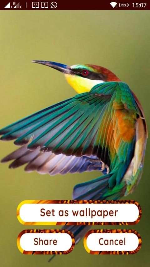 Birds 3d wallpapers स्क्रीनशॉट 11