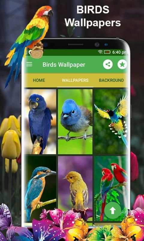 Birds 3d wallpapers स्क्रीनशॉट 3