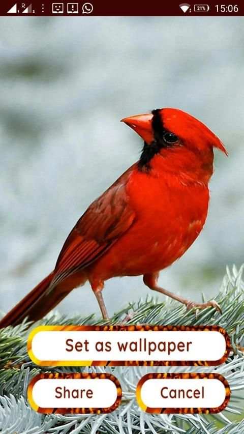 Birds 3d wallpapers स्क्रीनशॉट 10