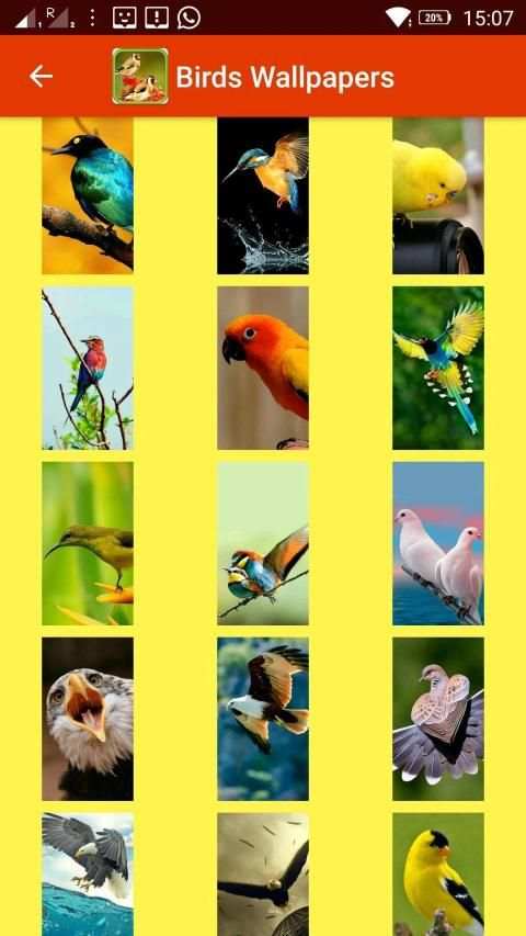 Birds 3d wallpapers स्क्रीनशॉट 16