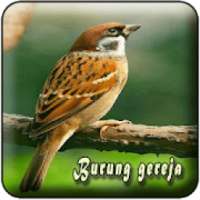 Suara Burung Gereja MP3 Offline