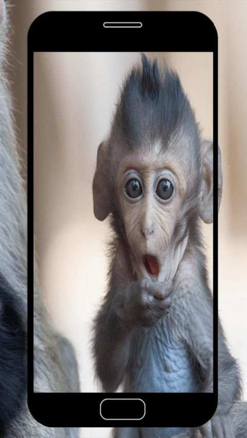 Monkey Wallpapers screenshot 6