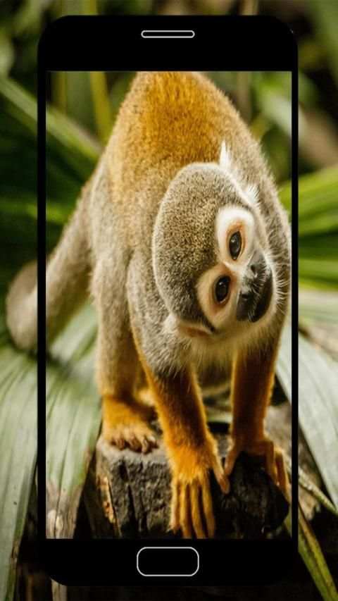 Monkey Wallpapers screenshot 5