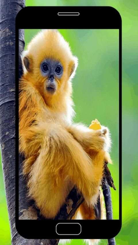 Monkey Wallpapers स्क्रीनशॉट 8