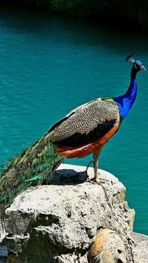 Peacock HD Wallpaper App Android के लिए डाउनलोड - 9Apps Peacock HD Wallpaper App Android के लिए डाउनलोड - 9Apps