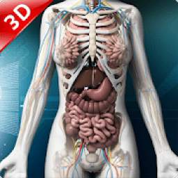 Human anatomy 3D : Organs and Bones