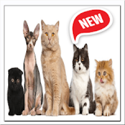 ikon Cuidados Para Gatos