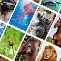 Picture Quiz: Animals