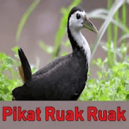 Suara Burung Ruak Ruak Pikat icon