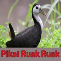 Suara Burung Ruak Ruak Pikat on 9Apps