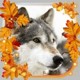 Autumn Wolf Live Wallpaper