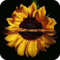 HD Background Flower Wallpaper on 9Apps