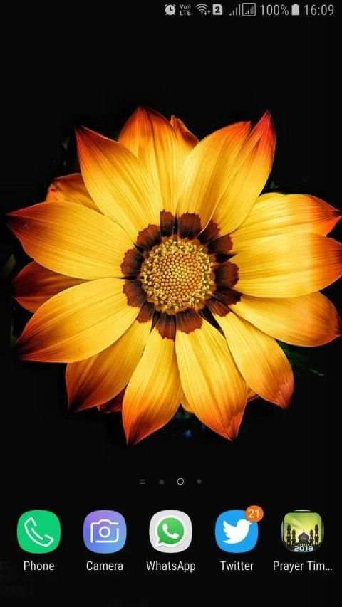 HD Background Flower Wallpaper screenshot 4