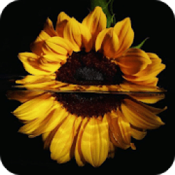 HD Background Flower Wallpaper आइकन