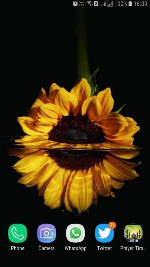 HD Background Flower Wallpaper स्क्रीनशॉट 16