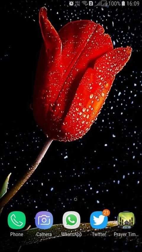 HD Background Flower Wallpaper screenshot 2