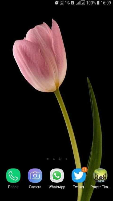 HD Background Flower Wallpaper स्क्रीनशॉट 3