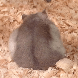 Hamster Memory Game आइकन