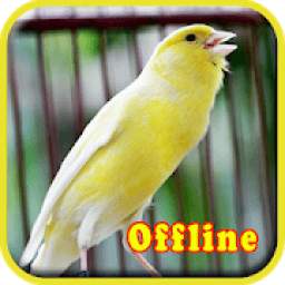 Masteran Kenari MP3 Offline 1.0.4