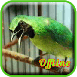 Masteran Cucak Ijo Full Isian icon