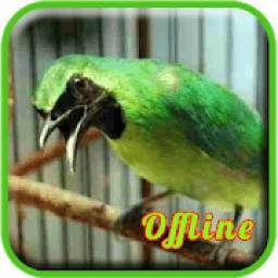 Master Cucak Ijo Full Isian 1.0.4