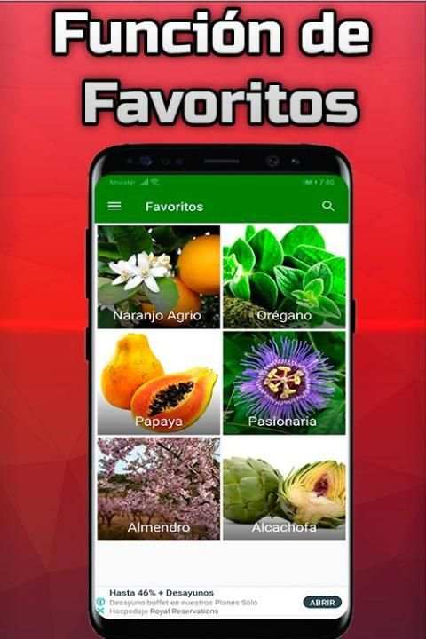 Plantas Medicinales y Sus Usos Gratis screenshot 2