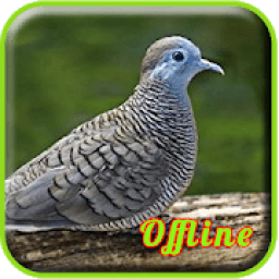 Suara Burung Perkutut Pikat MP3 icon