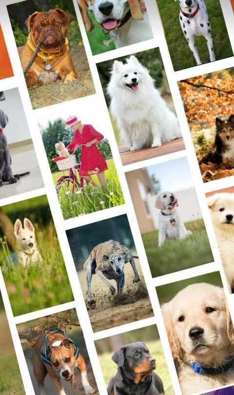 Dog status and wallpaper HD screenshot 7