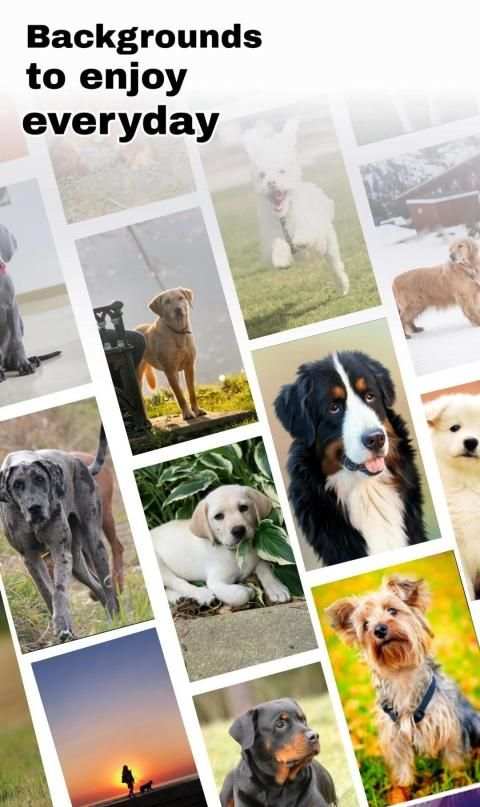 Dog status and wallpaper HD screenshot 8