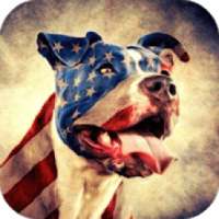 Pitbull Dog HD Lock Screen on 9Apps