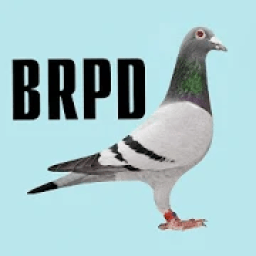 ikon BD Racing Pigeon Database