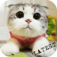 Cute Cat Pictures
