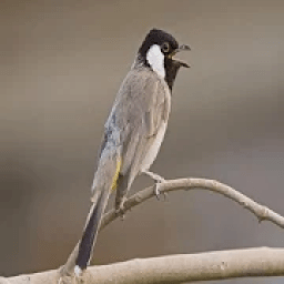 تغريد البلابل العراقي
‎ icon