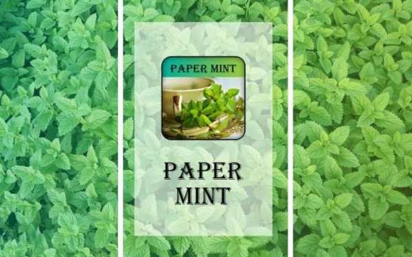 Papermint screenshot 2