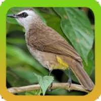 Mp3 Koleksi Suara Pikat Burung Trucukan Offline on 9Apps