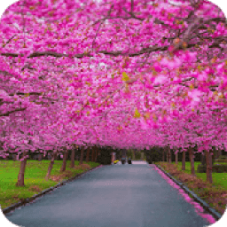 Spring Scenery Wallpaper आइकन