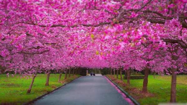 Spring Scenery Wallpaper स्क्रीनशॉट 2